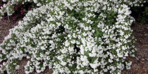 Jasmin (lažna narandža) zvončić (snowbelle): sadnja i njega